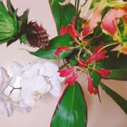 ヒメ日記 2026/04/03 11:44 投稿 しおり 奥様はエンジェル　八王子店