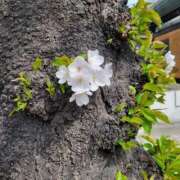 ヒメ日記 2026/03/30 10:05 投稿 らら 熟女家 ミナミエリア店