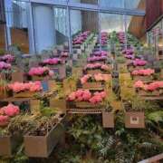 らら おはようございます 熟女家 ミナミエリア店