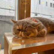 ヒメ日記 2026/03/22 17:52 投稿 みる 大阪ぽっちゃりマニア 谷九店