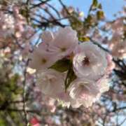 ヒメ日記 2026/04/08 12:43 投稿 みる 大阪ぽっちゃりマニア 谷九店