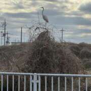 ヒメ日記 2026/03/29 00:11 投稿 ねね 脱がされたい人妻 さいたま大宮店