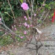 ヒメ日記 2026/03/31 17:10 投稿 ねね 脱がされたい人妻 さいたま大宮店