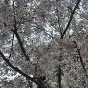 ヒメ日記 2026/04/02 17:53 投稿 ねね 脱がされたい人妻 さいたま大宮店