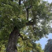 ねね 森林浴 脱がされたい人妻 さいたま大宮店