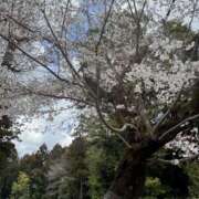 ヒメ日記 2026/03/27 13:17 投稿 ねね 脱がされたい人妻　久喜・古河店