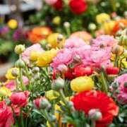 ヒメ日記 2026/03/03 22:24 投稿 綾川佳乃(あやかわよしの) 五十路マダムエクスプレス厚木店(カサブランカグループ)