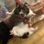 ヒメ日記 2026/01/25 12:09 投稿 のと 五反田サンキュー