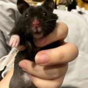 ヒメ日記 2026/01/25 16:59 投稿 のと 五反田サンキュー