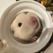 ヒメ日記 2026/02/01 09:29 投稿 のと 五反田サンキュー