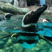 ヒメ日記 2026/02/07 16:39 投稿 のと 五反田サンキュー