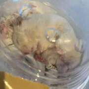 ヒメ日記 2026/02/22 06:59 投稿 のと 五反田サンキュー