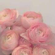 ヒメ日記 2026/02/08 16:48 投稿 しらゆり ドマーニ