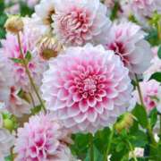 ヒメ日記 2026/02/08 18:02 投稿 しらゆり ドマーニ