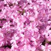 ヒメ日記 2026/02/09 15:06 投稿 しらゆり ドマーニ