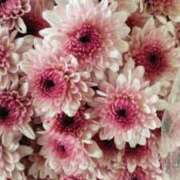 ヒメ日記 2026/02/09 18:48 投稿 しらゆり ドマーニ