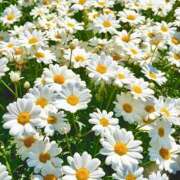 ヒメ日記 2026/02/10 11:28 投稿 しらゆり ドマーニ