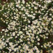 ヒメ日記 2026/02/13 14:52 投稿 しらゆり ドマーニ