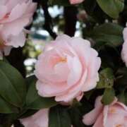 ヒメ日記 2026/02/13 15:31 投稿 しらゆり ドマーニ