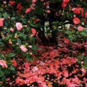 ヒメ日記 2026/02/13 16:31 投稿 しらゆり ドマーニ