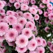 ヒメ日記 2026/02/13 17:31 投稿 しらゆり ドマーニ