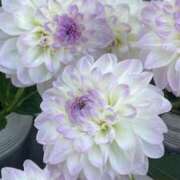 ヒメ日記 2026/02/16 15:27 投稿 しらゆり ドマーニ