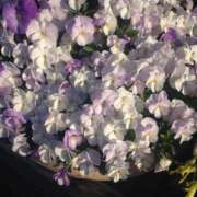 ヒメ日記 2026/02/16 20:31 投稿 しらゆり ドマーニ