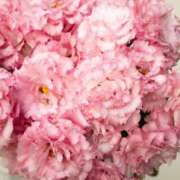 ヒメ日記 2026/02/17 14:44 投稿 しらゆり ドマーニ