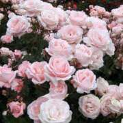 ヒメ日記 2026/02/17 16:21 投稿 しらゆり ドマーニ