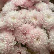 ヒメ日記 2026/02/18 12:20 投稿 しらゆり ドマーニ