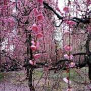 ヒメ日記 2026/02/22 14:58 投稿 しらゆり ドマーニ