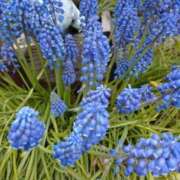 ヒメ日記 2026/02/22 22:02 投稿 しらゆり ドマーニ