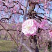 ヒメ日記 2026/02/25 10:04 投稿 しらゆり ドマーニ