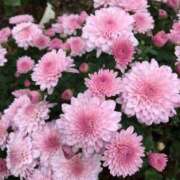 ヒメ日記 2026/02/25 14:11 投稿 しらゆり ドマーニ