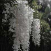 ヒメ日記 2026/02/25 18:00 投稿 しらゆり ドマーニ