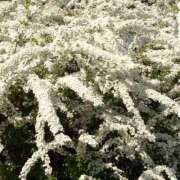 ヒメ日記 2026/02/26 11:04 投稿 しらゆり ドマーニ