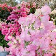 ヒメ日記 2026/02/26 13:01 投稿 しらゆり ドマーニ