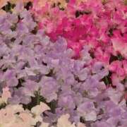 ヒメ日記 2026/02/27 10:00 投稿 しらゆり ドマーニ