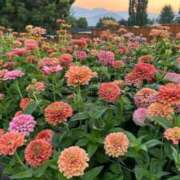 ヒメ日記 2026/02/27 15:01 投稿 しらゆり ドマーニ