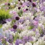 ヒメ日記 2026/02/28 18:17 投稿 しらゆり ドマーニ