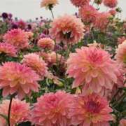 ヒメ日記 2026/03/06 09:43 投稿 しらゆり ドマーニ