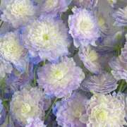 ヒメ日記 2026/03/11 14:01 投稿 しらゆり ドマーニ