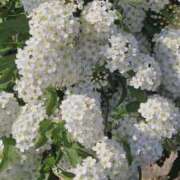 ヒメ日記 2026/03/12 14:05 投稿 しらゆり ドマーニ