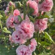 ヒメ日記 2026/03/12 16:03 投稿 しらゆり ドマーニ