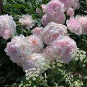 ヒメ日記 2026/03/15 14:53 投稿 しらゆり ドマーニ