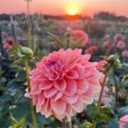 ヒメ日記 2026/03/15 17:30 投稿 しらゆり ドマーニ