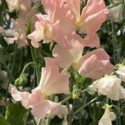 ヒメ日記 2026/03/18 16:37 投稿 しらゆり ドマーニ