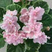 ヒメ日記 2026/03/19 11:58 投稿 しらゆり ドマーニ