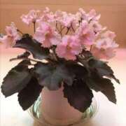 ヒメ日記 2026/03/20 11:12 投稿 しらゆり ドマーニ