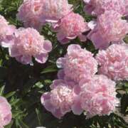 ヒメ日記 2026/03/20 15:03 投稿 しらゆり ドマーニ